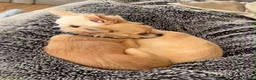 Chihuahua dogs for sale: Two Gorgeous Long-Haired Male Chihuahua Puppies - Advert 10