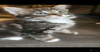 Mixed Breed cats - Advert 7