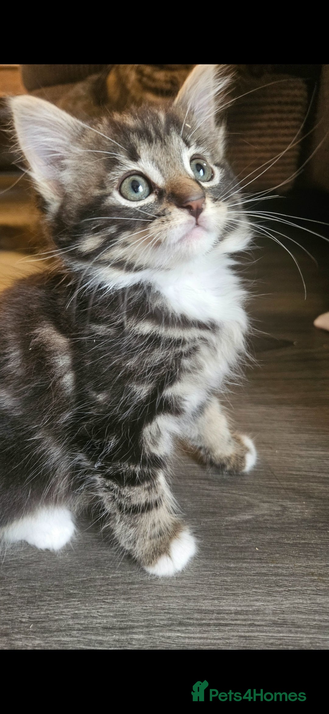 Mixed Breed cats for sale: Beautiful long haired kittens  - Image 2