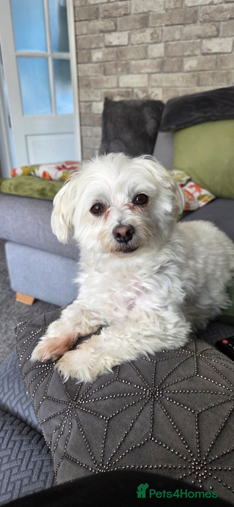 Maltese dogs Daisy Maltese  - Advert 1