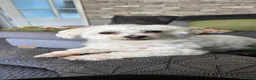Maltese dogs for sale: Daisy Maltese  - Advert 1