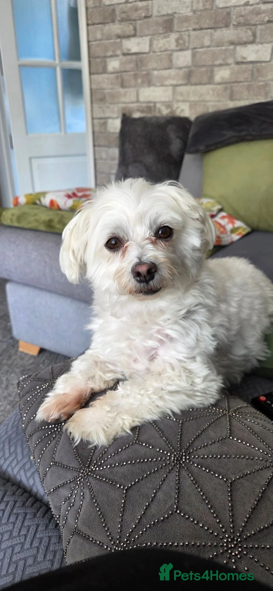 Maltese dogs for sale: Daisy Maltese  - Advert 1