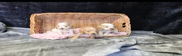 Cocker Spaniel dogs for sale: Beautiful kc reg show cockers  - Advert 3