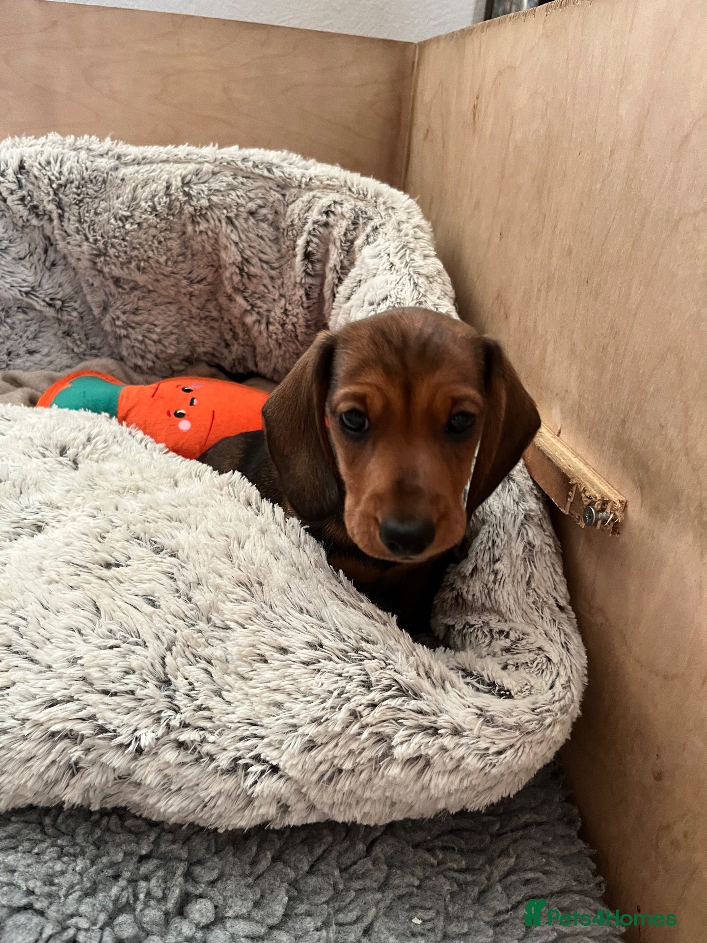 Miniature Dachshund dogs  Beautiful KC Shaded Red Dachshund Boy - Advert 12