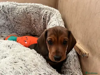 Miniature Dachshund dogs Beautiful KC Shaded Red Dachshund Boy - Advert 1