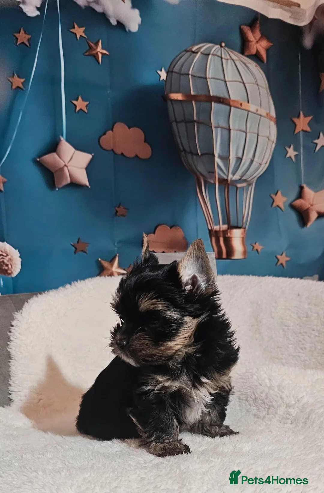 Yorkshire Terrier dogs for sale: Beautiful little Girl 💕Tiny Yorkshire Terrier  - Advert 23