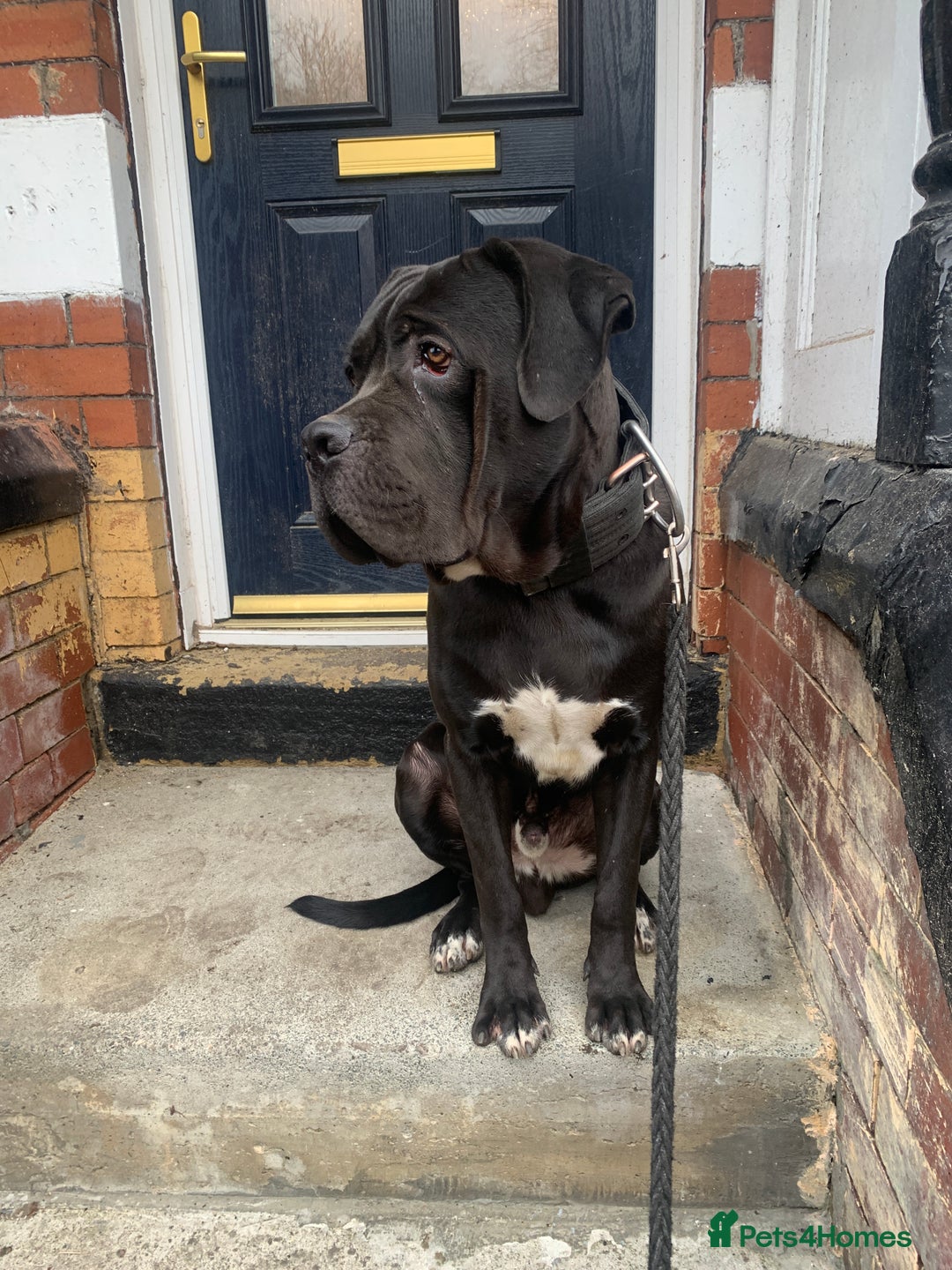 Cane Corso dogs for sale: PURE CANE CORSO MALE - Advert 4