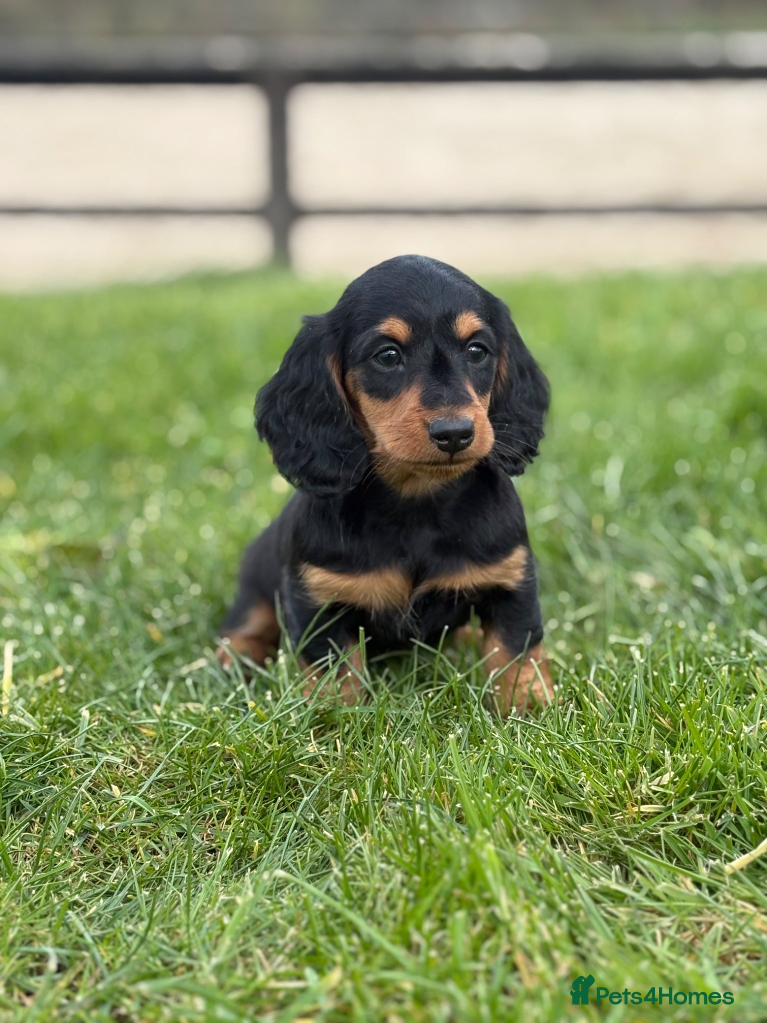 Dachshund dogs for sale: Beautiful Miniature long hair dachshund  - Advert 1