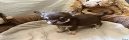 Chihuahua dogs for sale: Chihuahua puppies with blue and green eyes 2 m & 2 - Advert 21