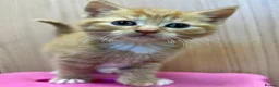 Domestic Shorthair cats for sale: Four kittens looking for their forever homes  - Advert 2
