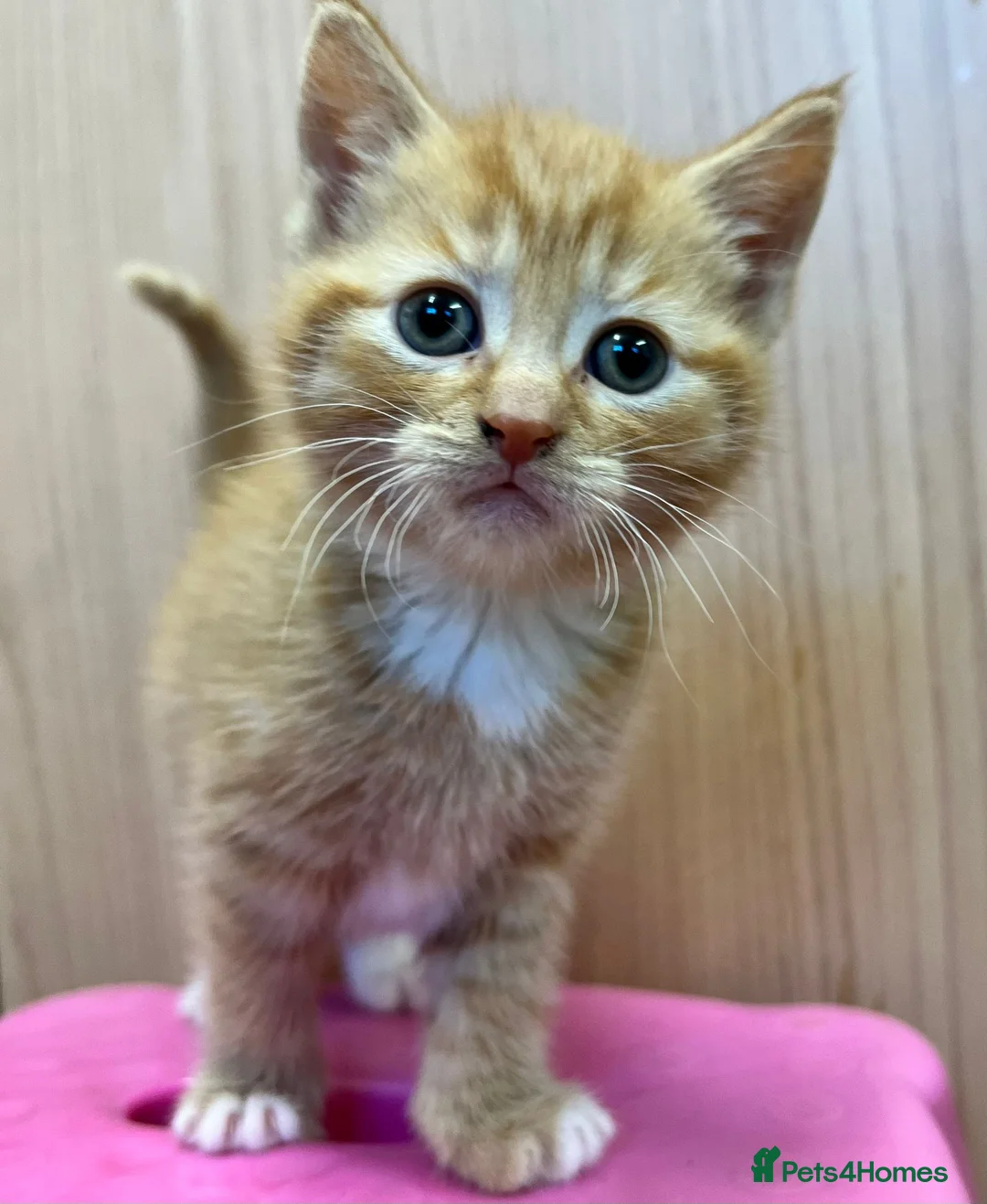 Domestic Shorthair cats for sale: Four kittens looking for their forever homes  - Advert 2