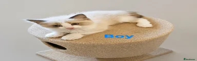 Ragdoll 2