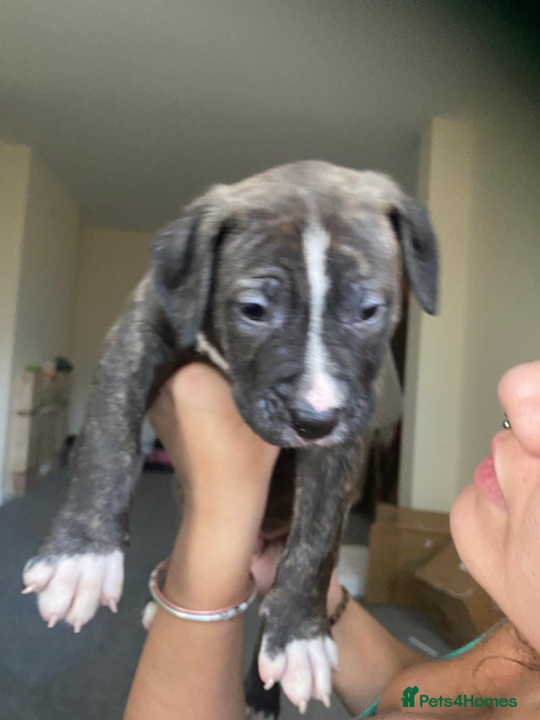 Mixed Breed dogs for sale: Scott American Bulldog Cross  - Advert 13