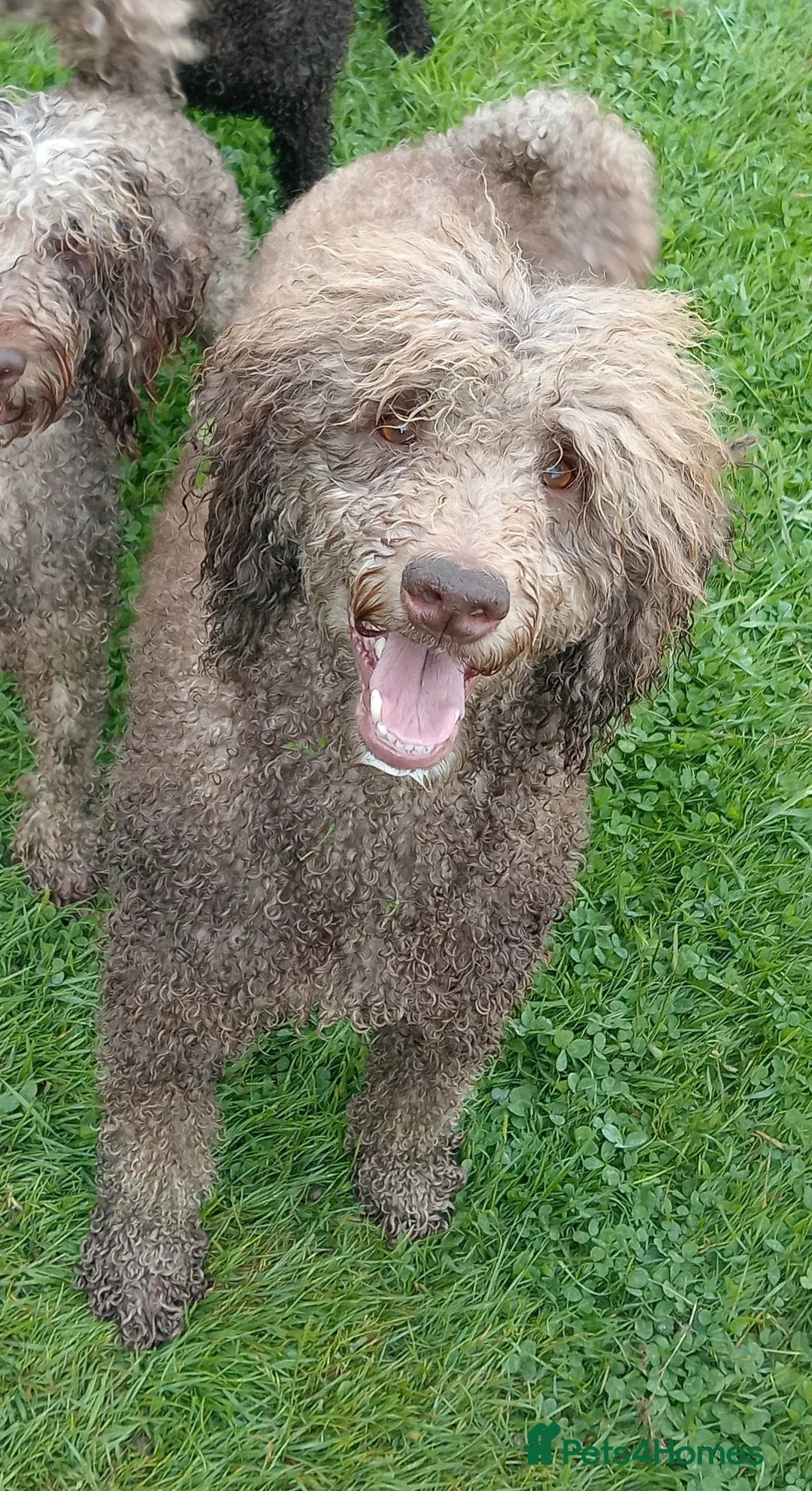 Labradoodle dogs for sale: 🐾🌈 Bred for Potential, Raised for Resilience🐾🌈 - Advert 7