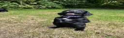 Cocker Spaniel dogs for sale: Beautiful working cocker spaniel pups  - Advert 6