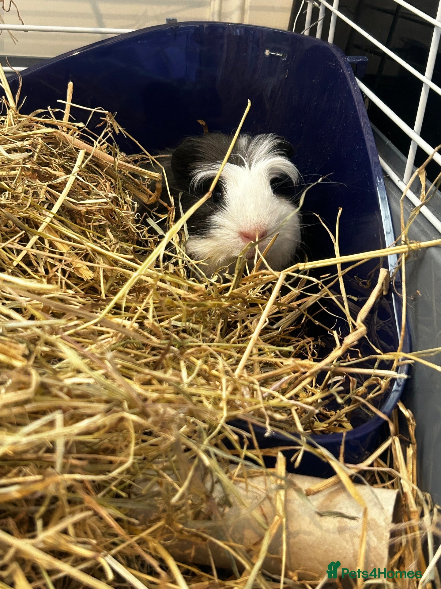Guinea Pig rodents for sale: 2 male guinea pigs - Advert 1