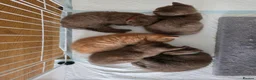 British Shorthair cats for sale: Chocolate BSH Female Kittens | TICA Registered - Advert 5