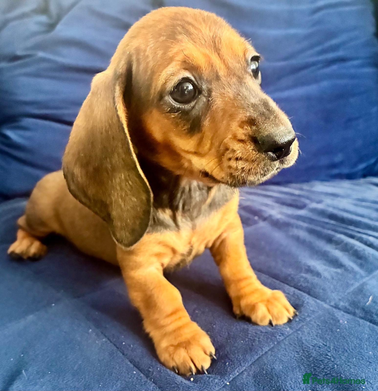 Miniature Dachshund dogs MINIATURE dachshund puppies UNIQUE fur patterns - Advert 12