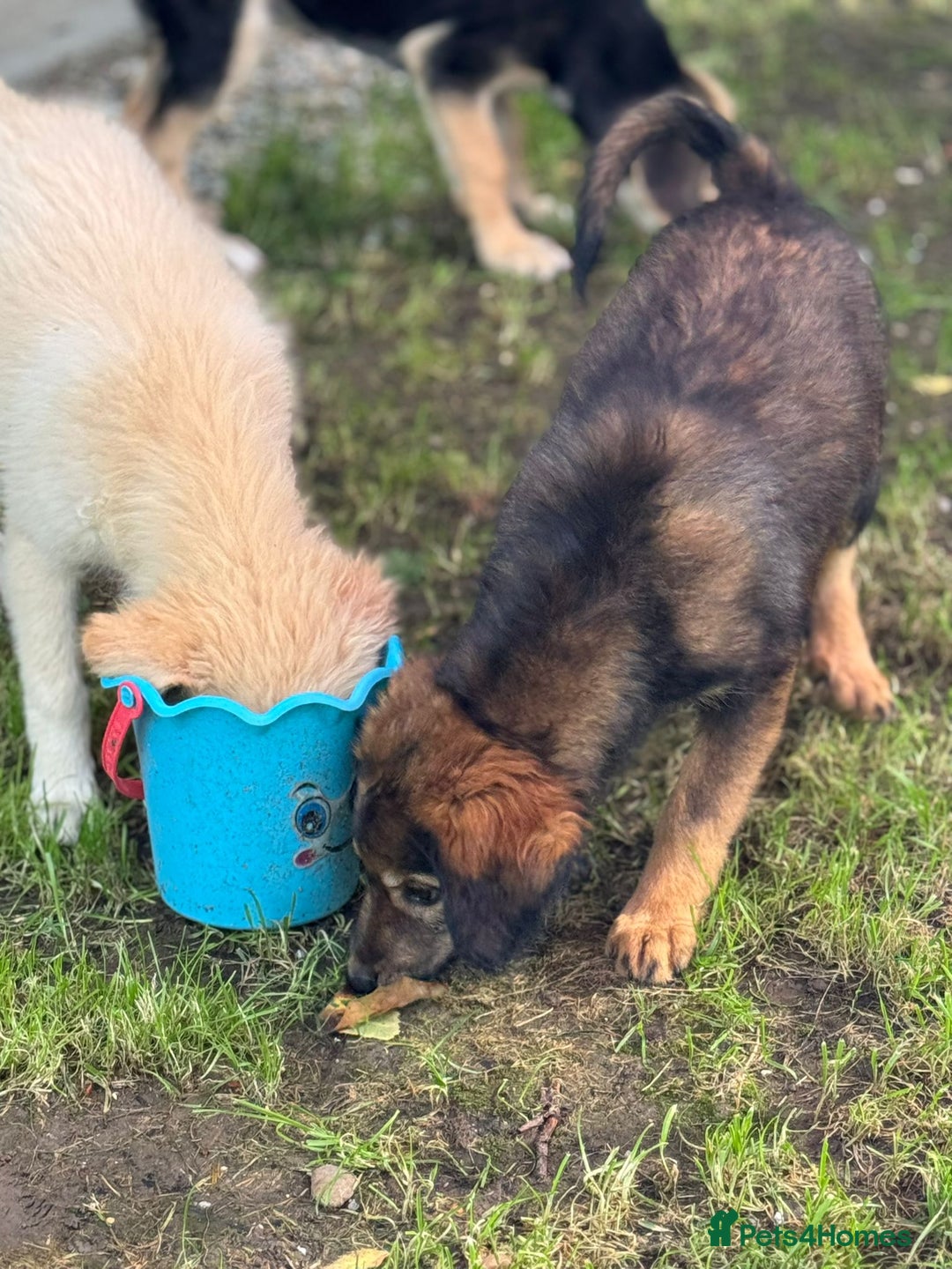 Mixed Breed dogs for adoption: RITA – a Superb young Girl for a Loving Home - Advert 20