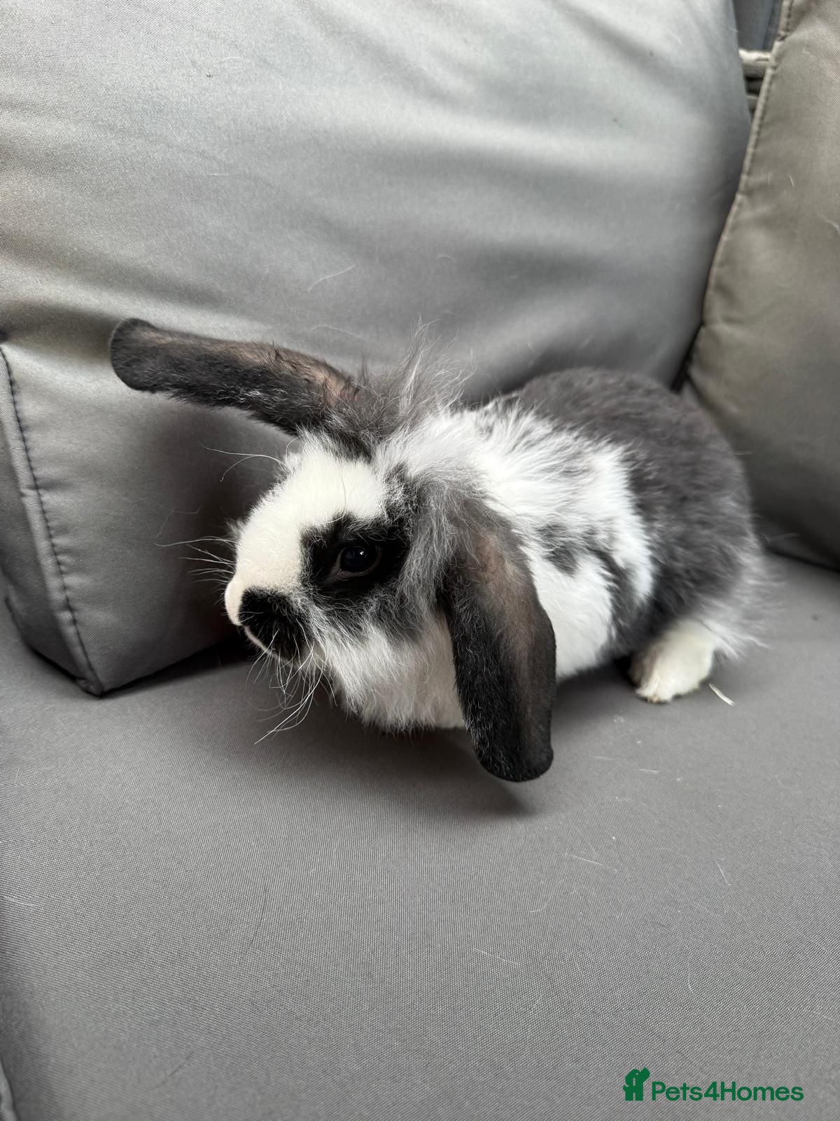 Mini Lop rabbits 3 adorable mini lops for sale  - Advert 1