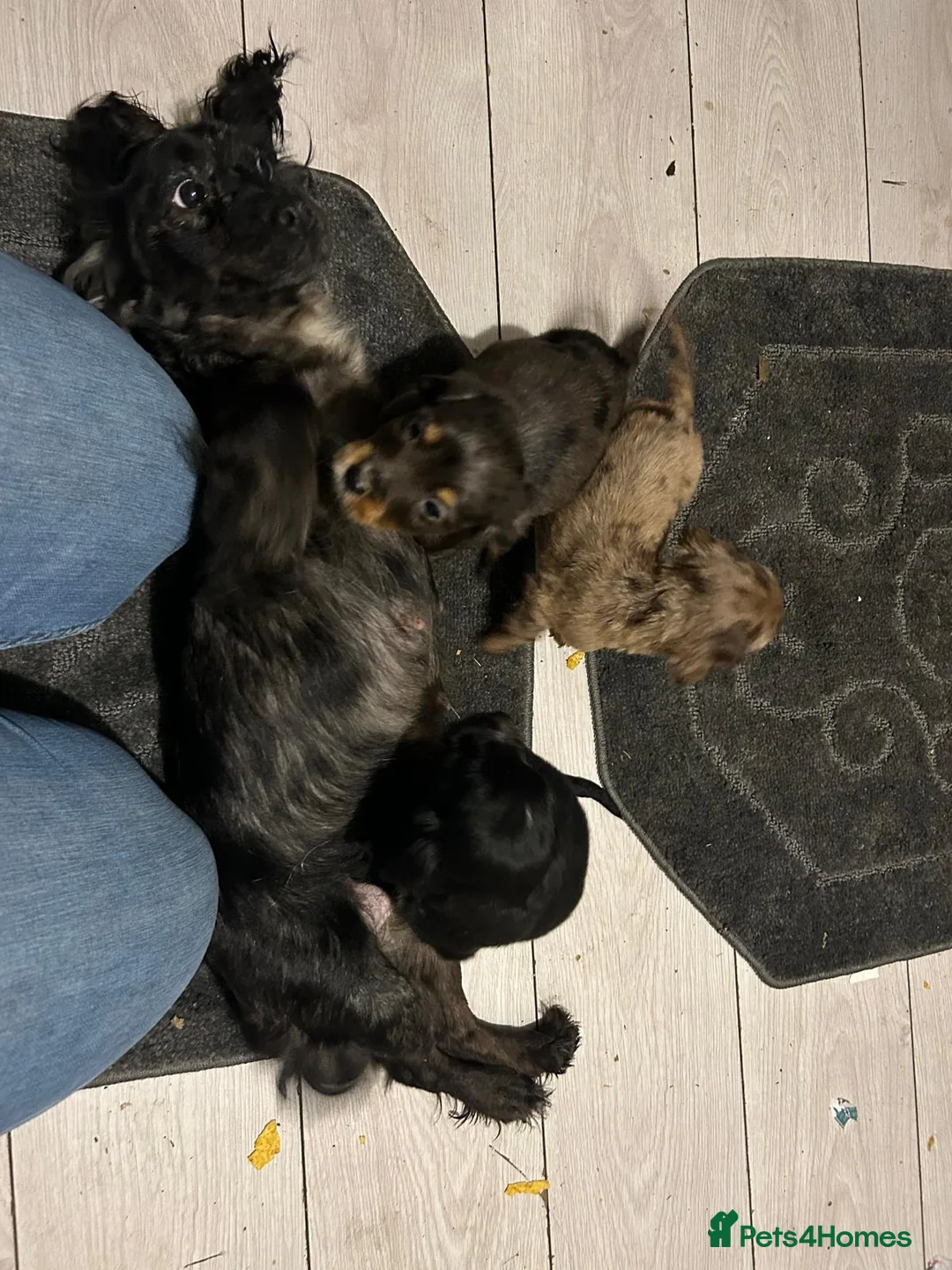 Miniature Dachshund dogs for sale: Beautiful Cockers  - Advert 1