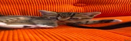Mixed Breed cats for sale: Kittens  - Advert 8