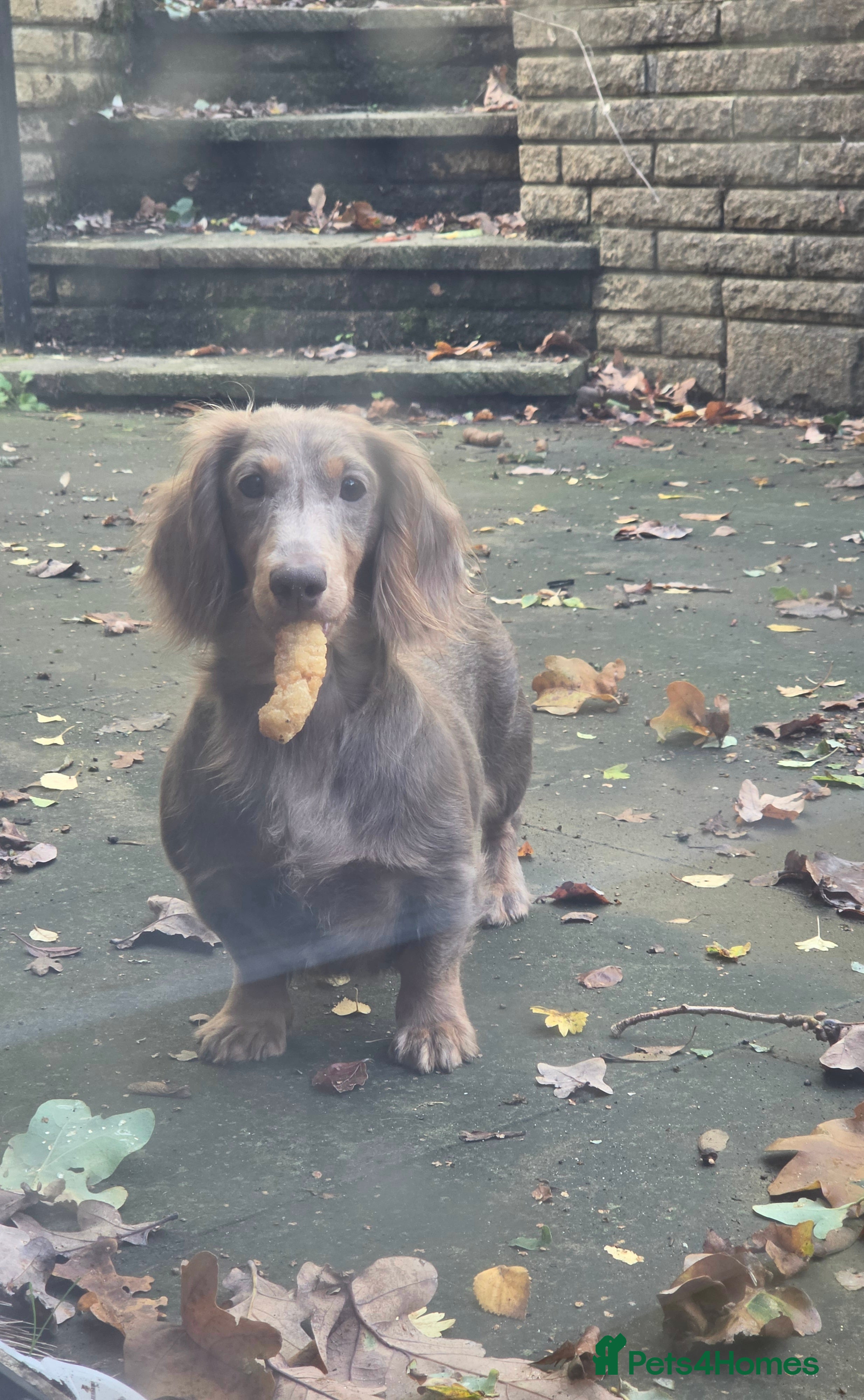 Miniature Dachshund dogs for sale: Beautiful Long Haired Miniature Dachshund Girl - Advert 2