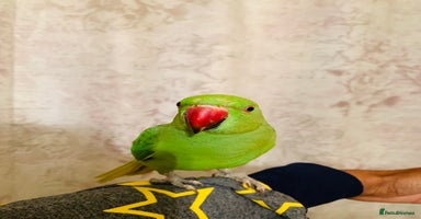 Ringnecks birds - Advert 6