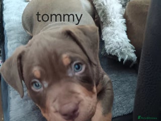 American Bully dogs Chocolate tri classic bullys - Advert 4