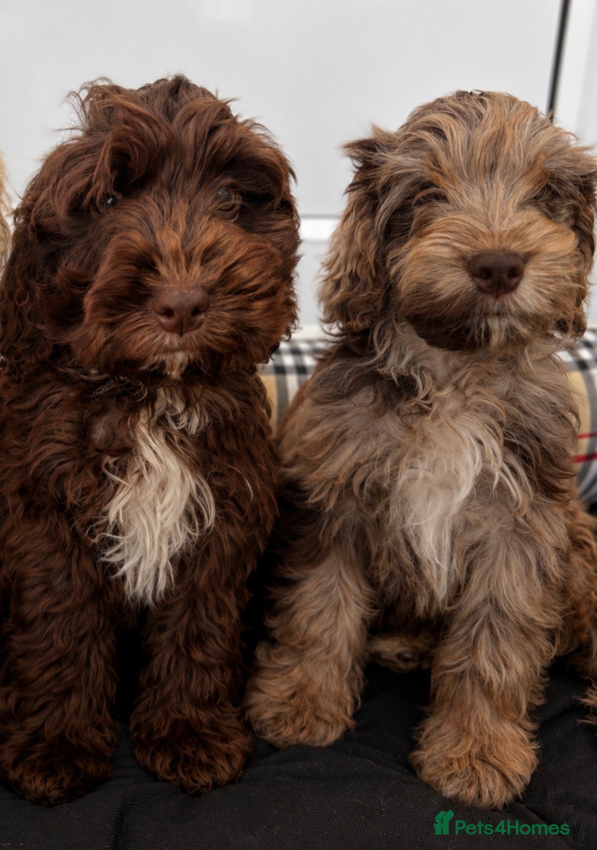 Cockapoo dogs F1 AMAZING COCKERPOO  - Advert 1