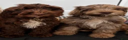 Cockapoo dogs for sale: F1 AMAZING COCKERPOO  - Advert 1