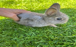 Netherland Dwarf rabbits for sale: Beautiful Netherland dwarf baby bunnies  - Image 4