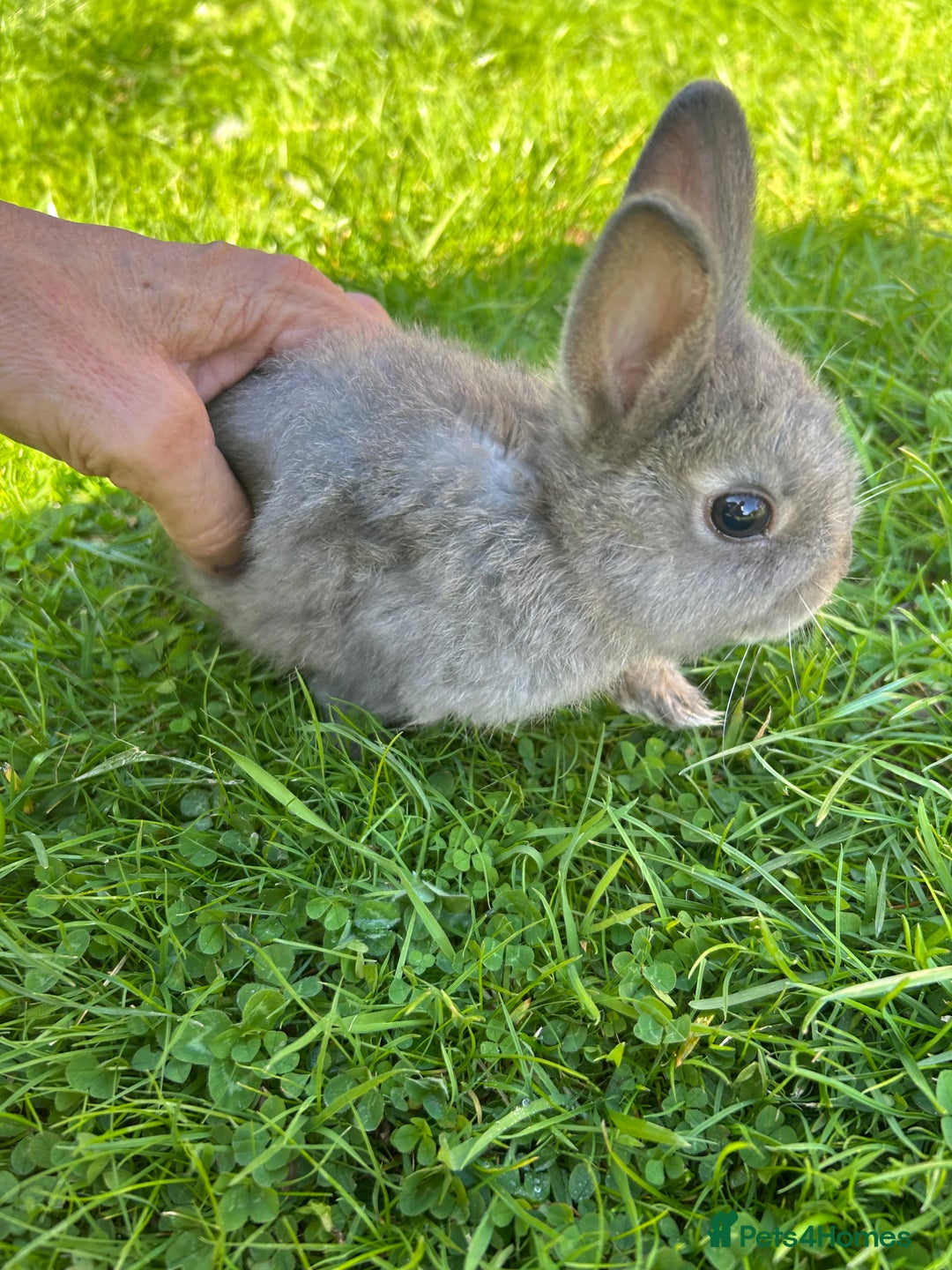 Netherland Dwarf rabbits for sale: Beautiful Netherland dwarf baby bunnies  - Image 4