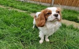 Cavalier King Charles Spaniel dogs for sale: Cavalier king Charles 2 years old - Image 2