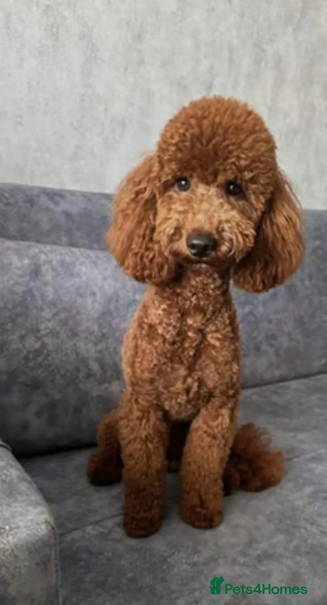 Cavapoo dogs for sale: Extensively health tested cavapoo puppies - Advert 2