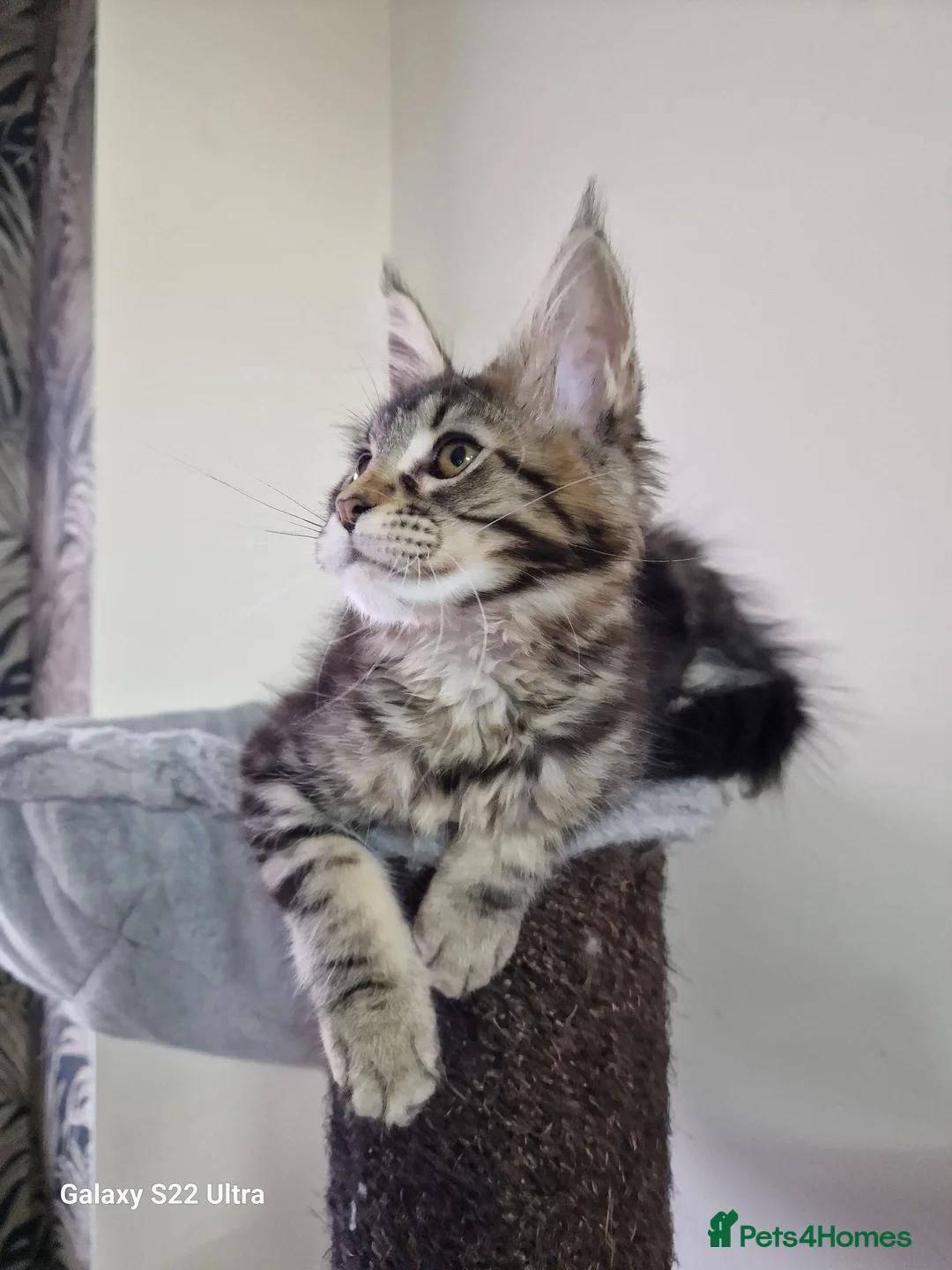 Maine Coon cats for sale:  Kittens – Licensed Fenikscoon Cattery (UK) 🐾 - Advert 5
