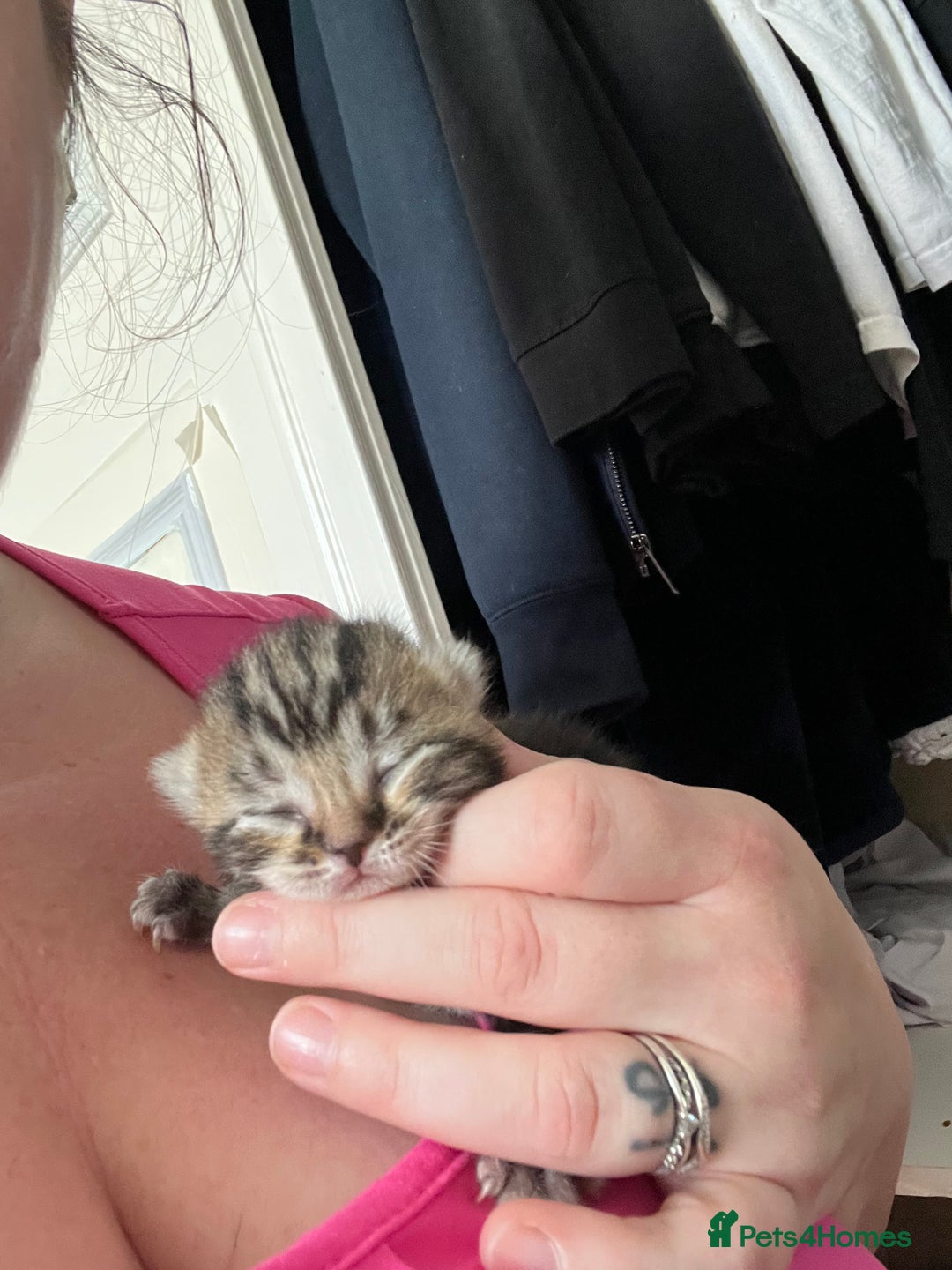 British Longhair cats for sale: 2 beautiful boys 💙💙 - Image 1