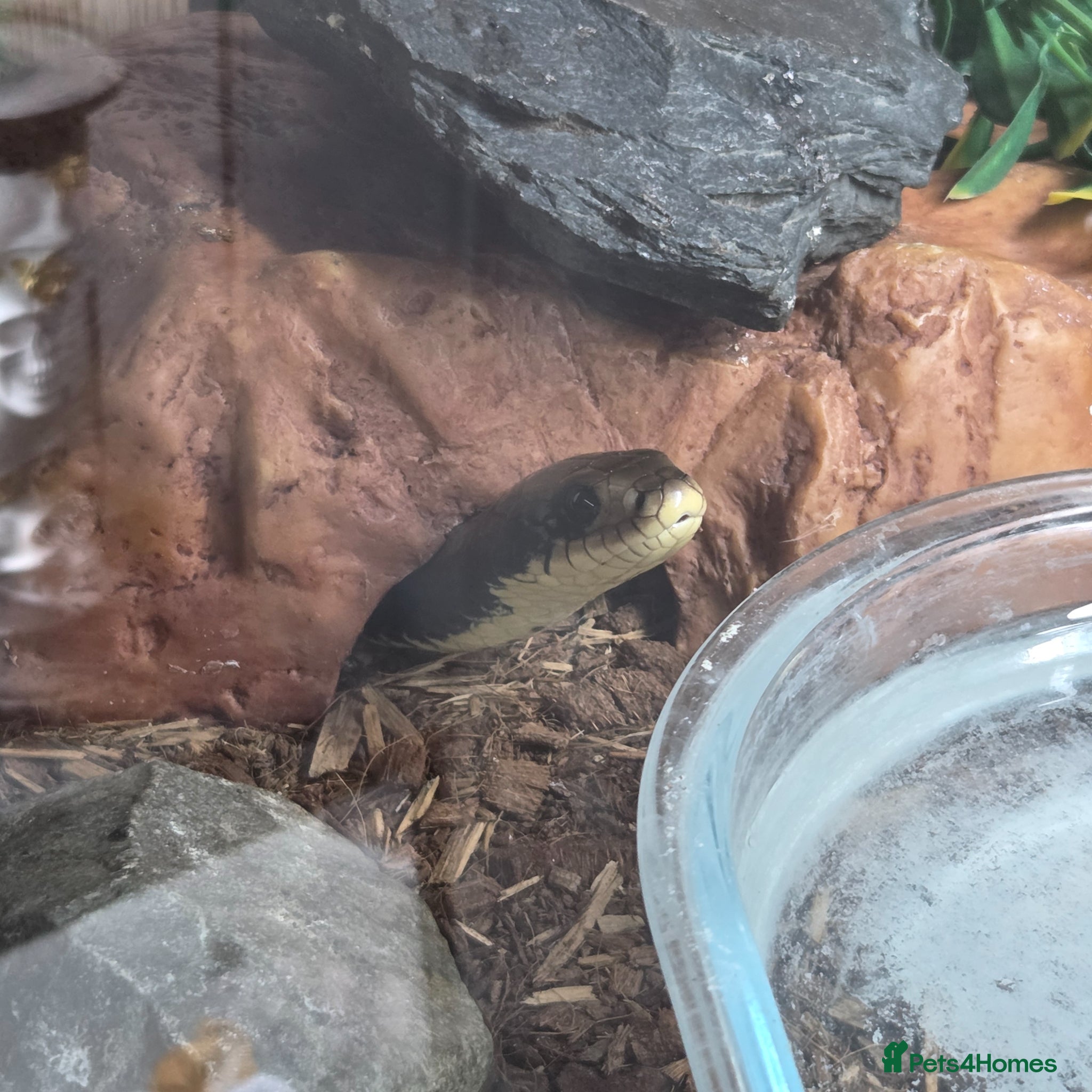 Snake reptiles for sale: False Water Cobra in Telford - Advert 1