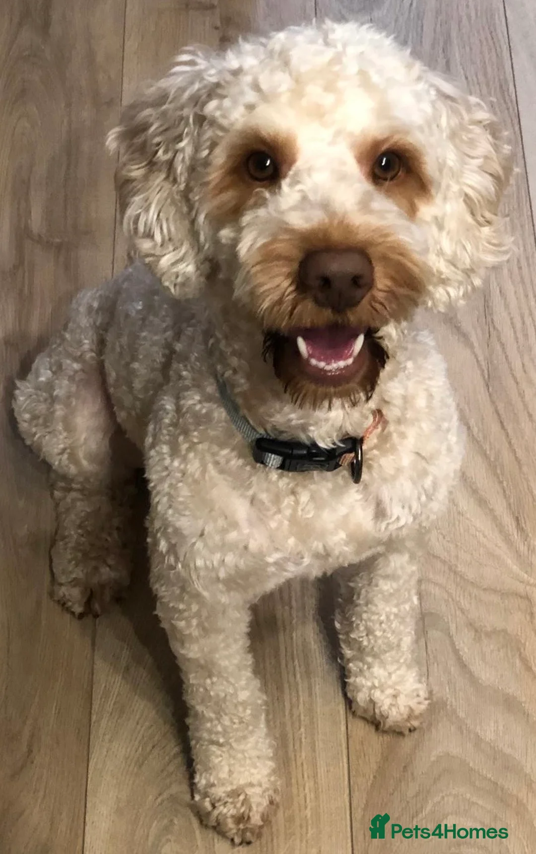 Cockapoo dogs for stud: Teddy, ready for stud, stud approved  - Advert 2