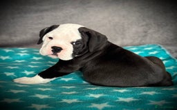 Old Tyme Bulldog dogs for sale: 🩷🩷Old Tyme Bulldog Puppies🩷🩷 - Image 9