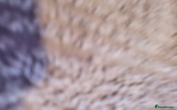 Mixed Breed dogs for sale: Coco  - Image 7