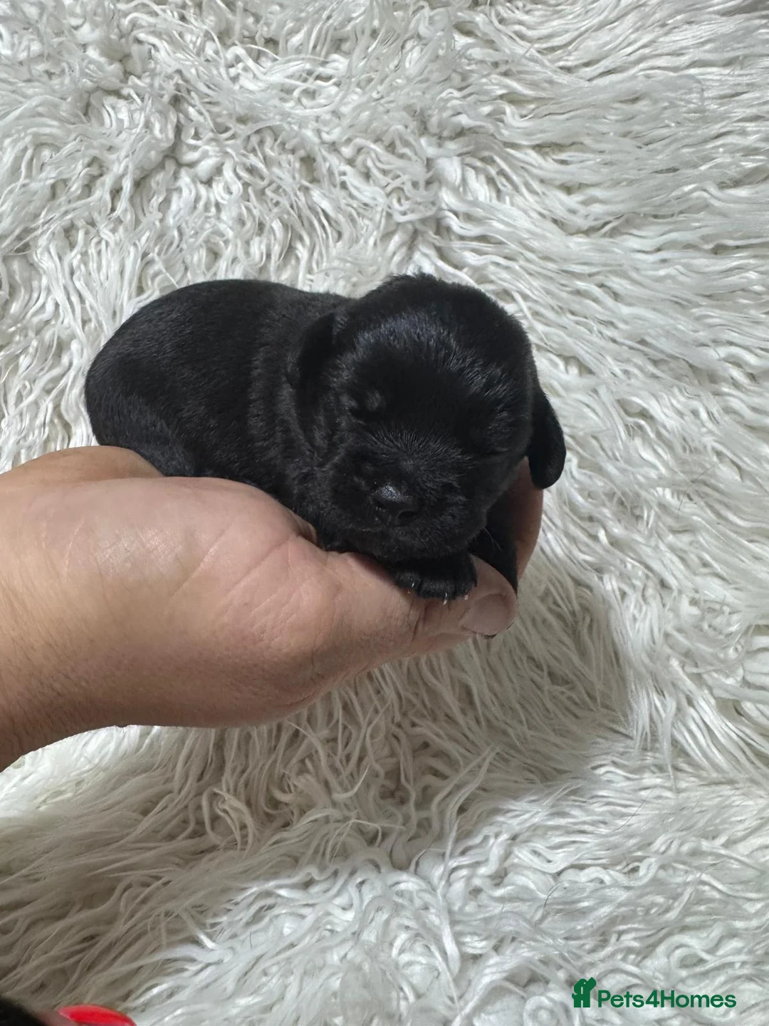 Shihpoo dogs for sale: 9 beautiful shihpoo puppies 🐶  - Advert 8