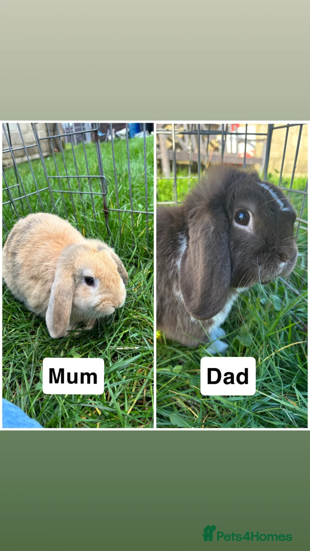 Mini Lop rabbits for sale: Adorable Mini Lop Babies - Advert 11