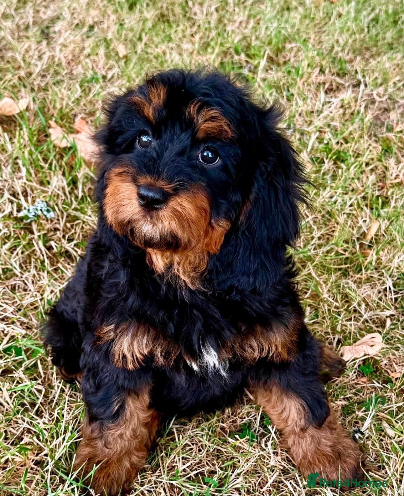 Cavapoo dogs 🥇TOP QUALITY F1 CAVAPOO PUPPIES READY TO LEAVE! - Advert 4