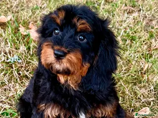 Cavapoo dogs 🥇TOP QUALITY F1 CAVAPOO PUPPIES READY TO LEAVE! - Advert 4