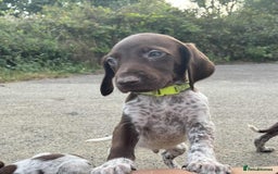 German Shorthaired Pointer dogs for sale: 3boys 3girls left ‼️Stunning Litter of GSP puppies - Image 1