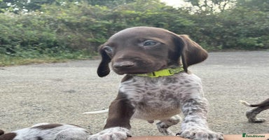 German Shorthaired Pointer dogs - Advert 16