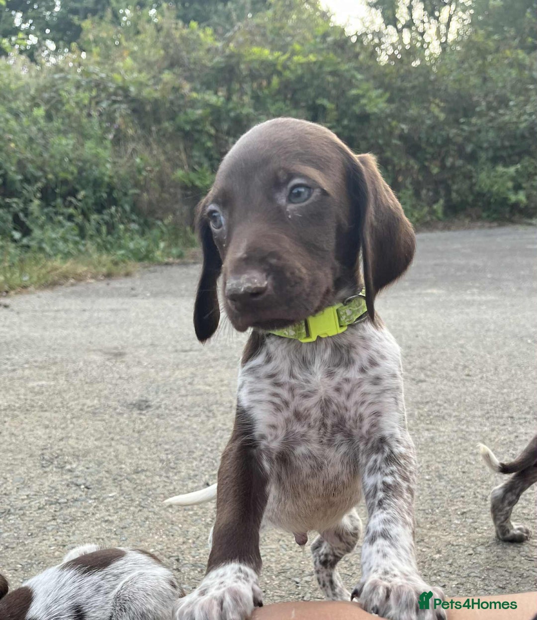 German Shorthaired Pointer dogs for sale: 3boys 3girls left ‼️Stunning Litter of GSP puppies - Image 1