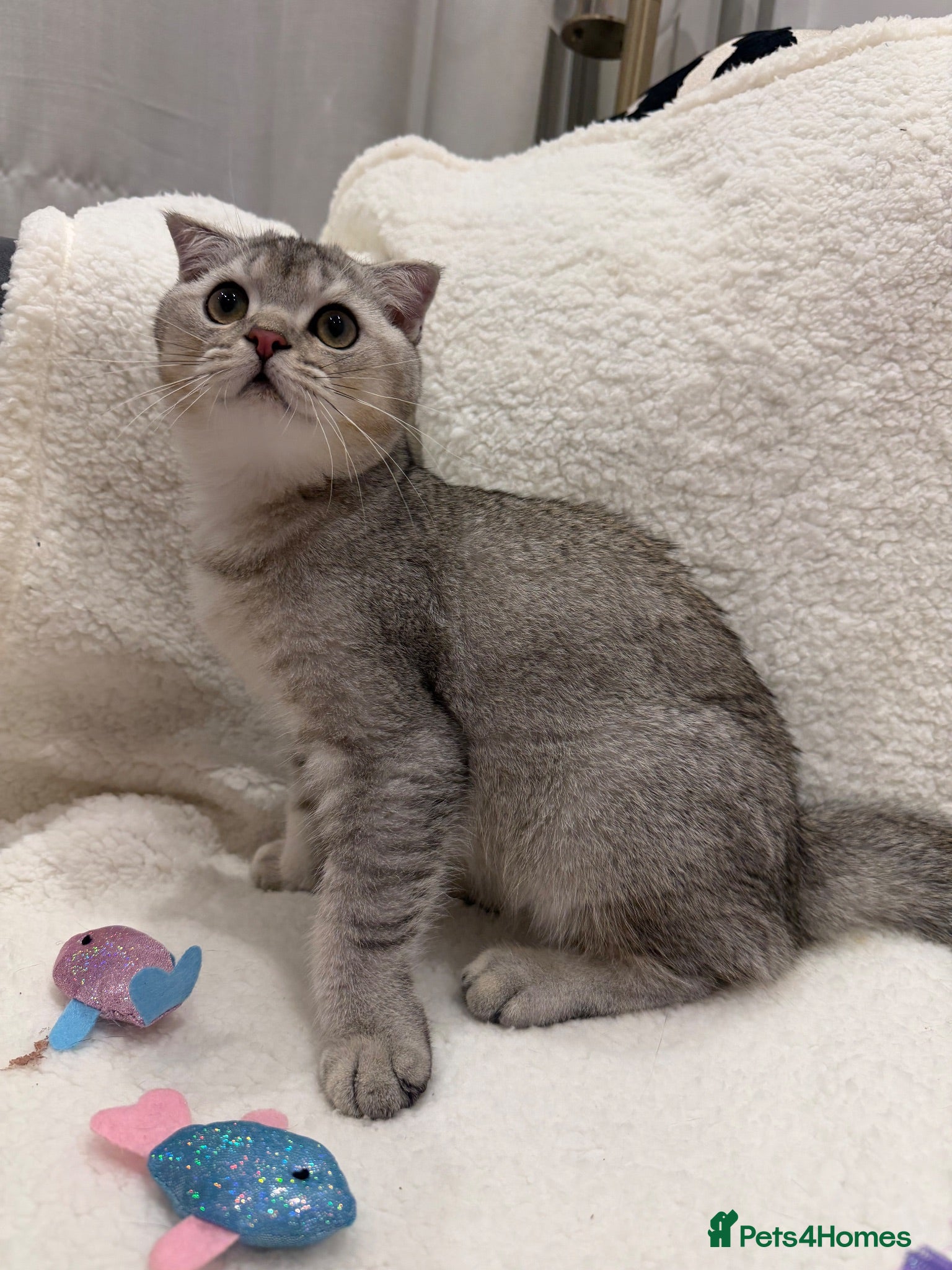 British Shorthair cats Beautiful Silver British Shorthair Kitten - Advert 1