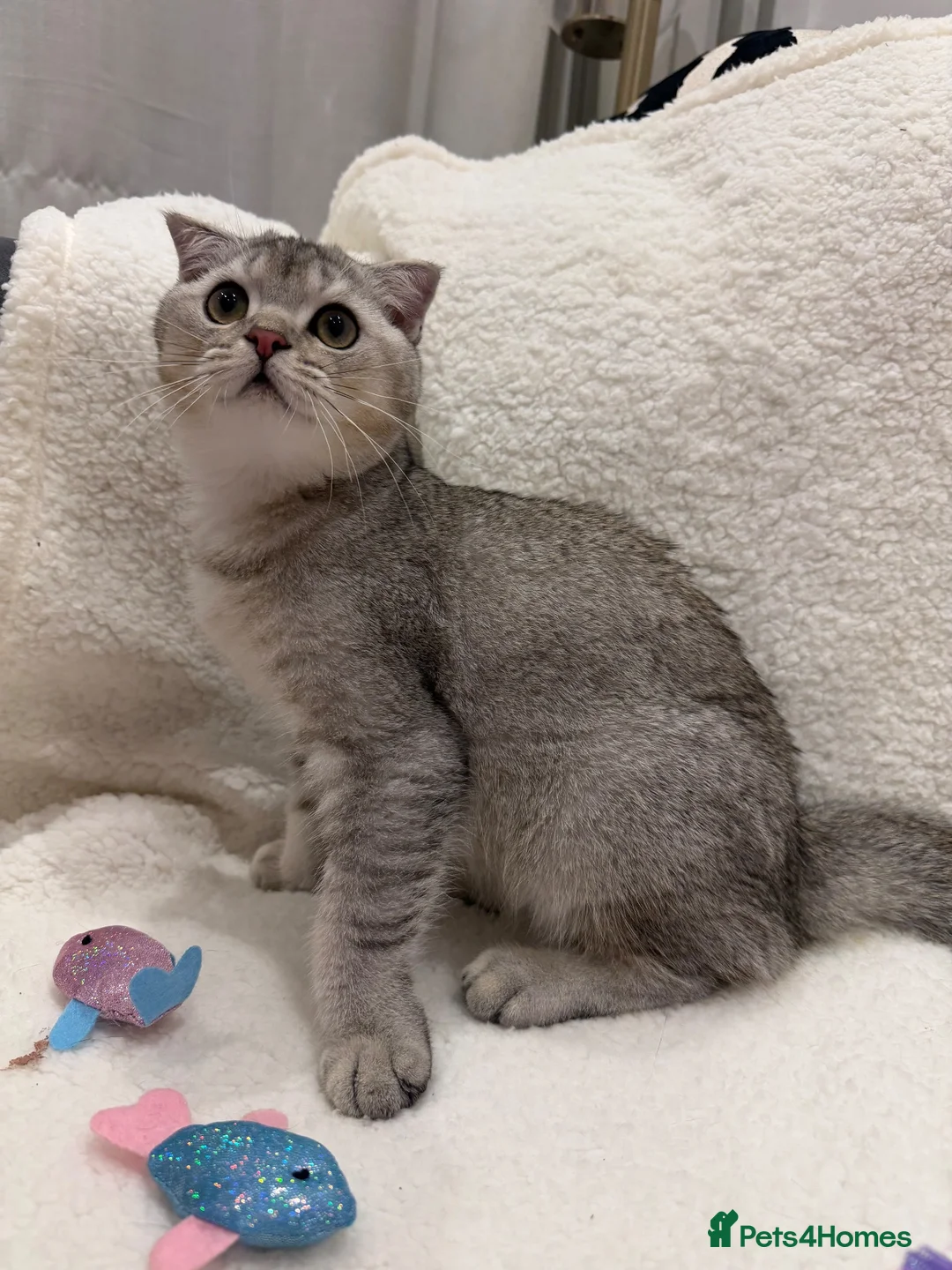 British Shorthair cats for sale: Beautiful Silver British Shorthair Kitten - Advert 1